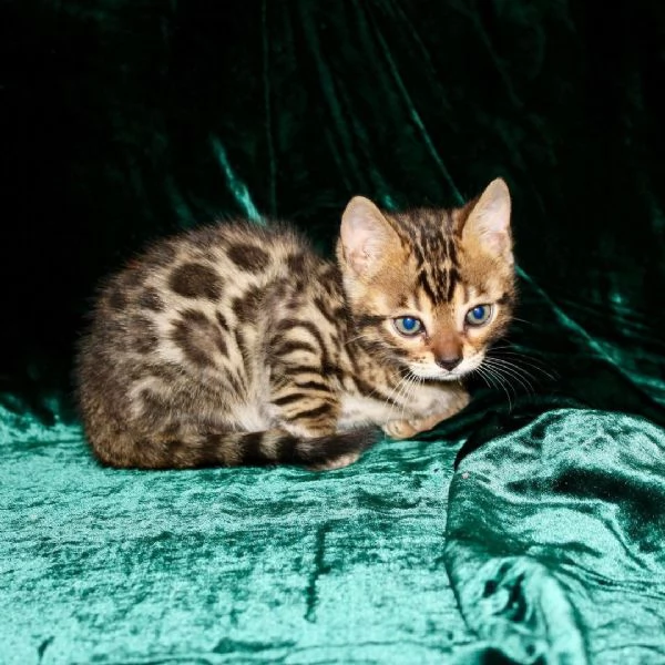Splendidi Cuccioli di Bengala - Mini Leopardi Domestici in Cerca di Famiglia Avventurosa! | Foto 5