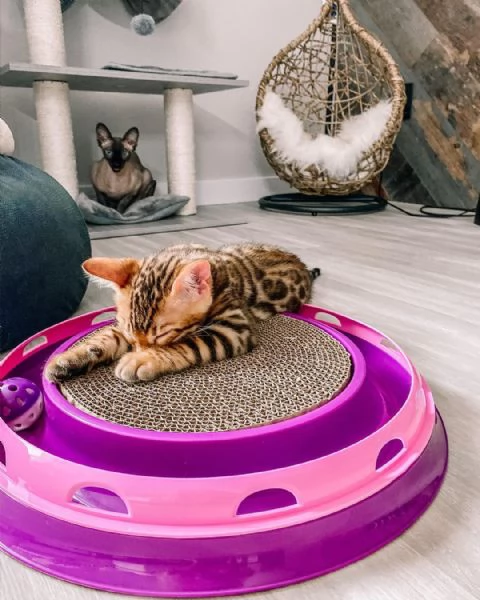 Splendidi Cuccioli di Bengala - Mini Leopardi Domestici in Cerca di Famiglia Avventurosa! | Foto 4