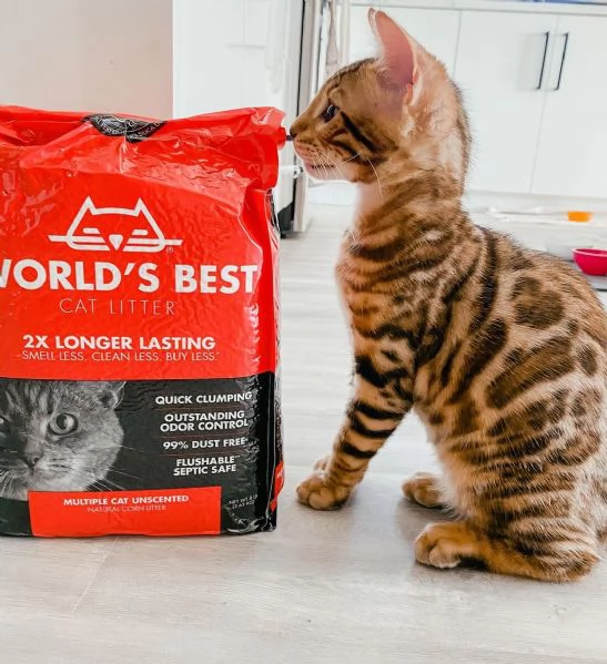 Splendidi Cuccioli di Bengala - Mini Leopardi Domestici in Cerca di Famiglia Avventurosa!