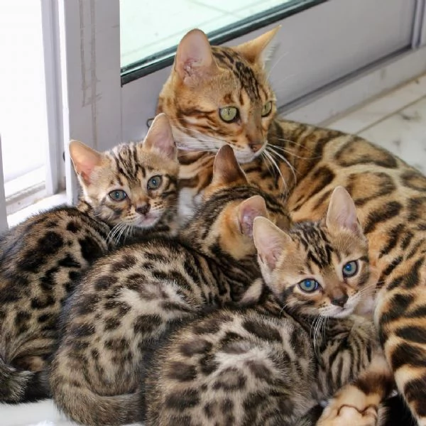 Splendidi Cuccioli di Bengala - Mini Leopardi Domestici in Cerca di Famiglia Avventurosa! | Foto 2