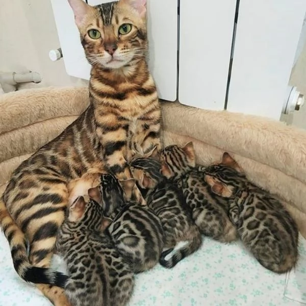 Splendidi Cuccioli di Bengala - Mini Leopardi Domestici in Cerca di Famiglia Avventurosa! | Foto 1