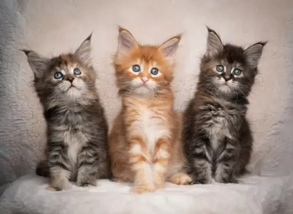 Magnifici Cuccioli Maine Coon - Giganti Gentili Cercano Famiglia Amante!