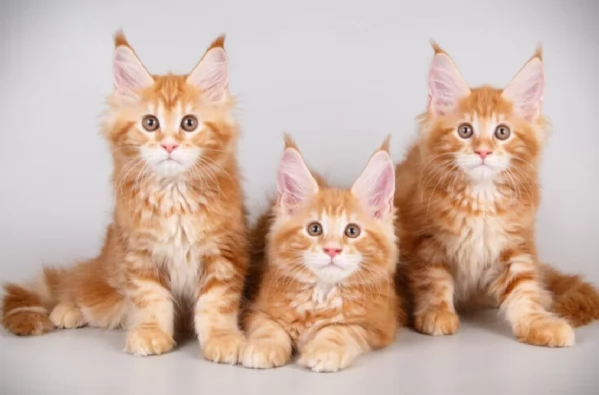 Magnifici Cuccioli Maine Coon - Giganti Gentili Cercano Famiglia Amante! | Foto 3