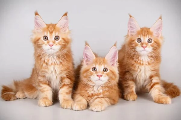 Magnifici Cuccioli Maine Coon - Giganti Gentili Cercano Famiglia Amante! | Foto 2