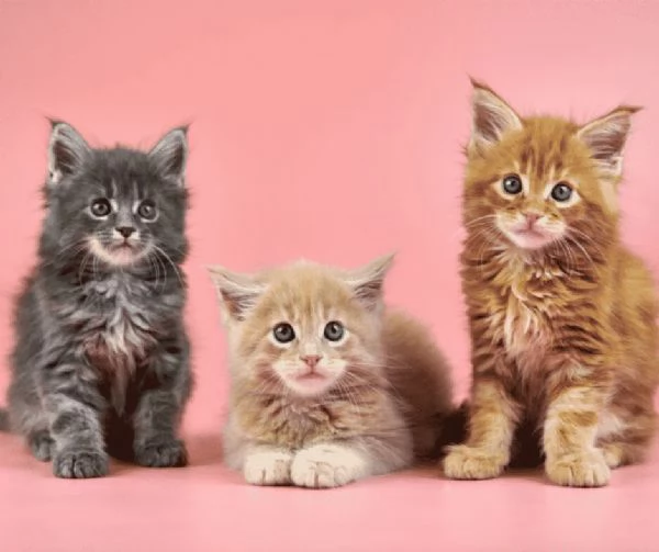 Magnifici Cuccioli Maine Coon - Giganti Gentili Cercano Famiglia Amante! | Foto 1