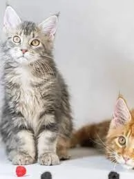 Magnifici Cuccioli Maine Coon - Giganti Gentili Cercano Famiglia Amante! | Foto 0
