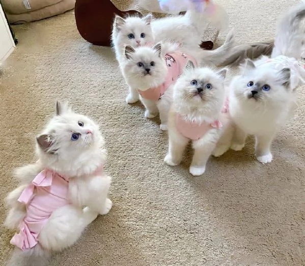 Adorabili Cuccioli Ragdoll - Soffici Angeli dagli Occhi Blu Cercano Famiglia Amante! | Foto 4