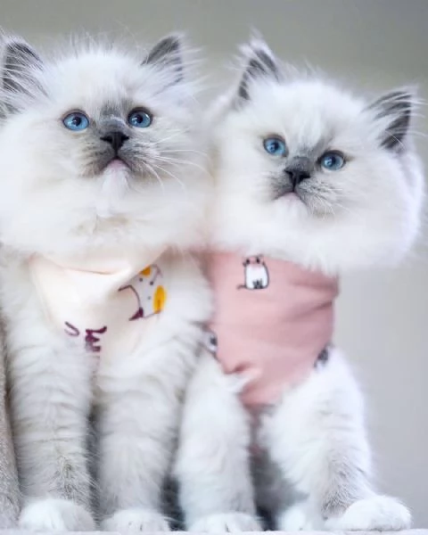 Adorabili Cuccioli Ragdoll - Soffici Angeli dagli Occhi Blu Cercano Famiglia Amante! | Foto 3