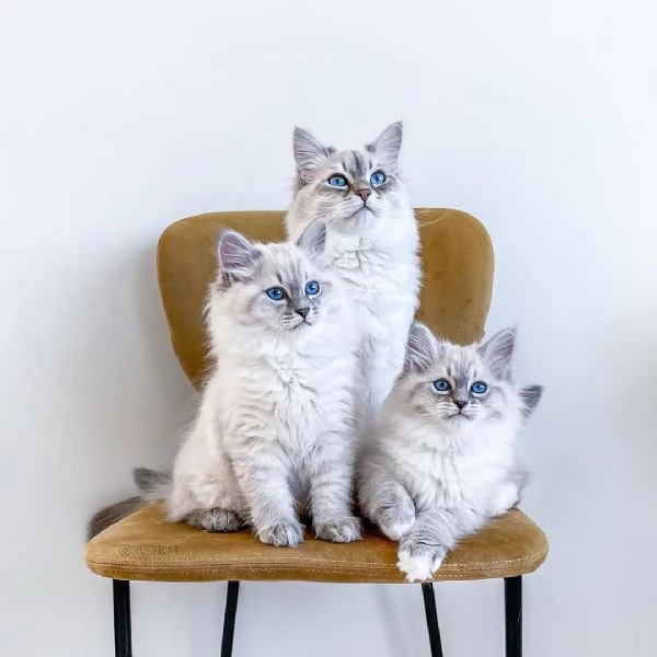 Adorabili Cuccioli Ragdoll - Soffici Angeli dagli Occhi Blu Cercano Famiglia Amante! | Foto 2