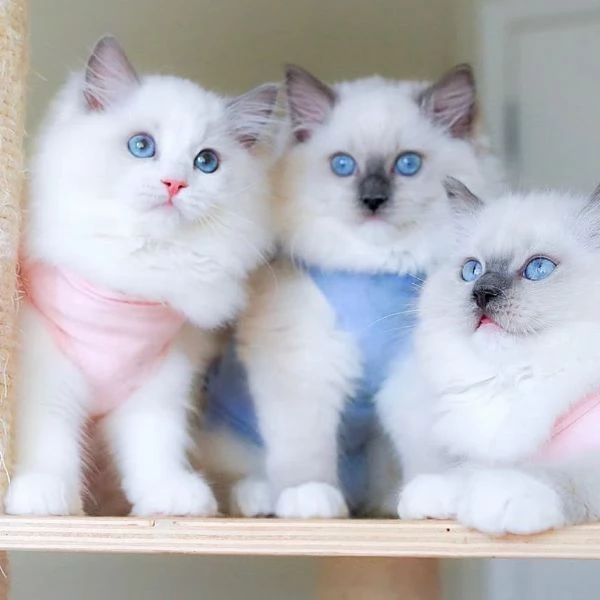 Adorabili Cuccioli Ragdoll - Soffici Angeli dagli Occhi Blu Cercano Famiglia Amante!