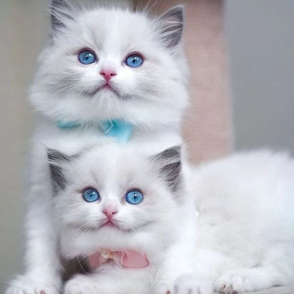 Adorabili Cuccioli Ragdoll - Soffici Angeli dagli Occhi Blu Cercano Famiglia Amante! | Foto 0
