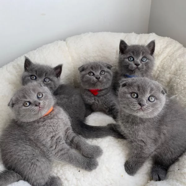 Adorabili Cuccioli British Shorthair - Orsetti Coccolosi dagli Occhi Tondi Cercano Famiglia Affettuo | Foto 4