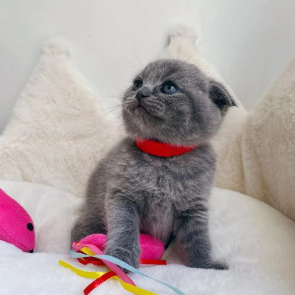 Adorabili Cuccioli British Shorthair - Orsetti Coccolosi dagli Occhi Tondi Cercano Famiglia Affettuo | Foto 3