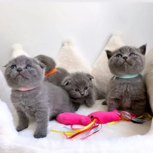 Adorabili Cuccioli British Shorthair - Orsetti Coccolosi dagli Occhi Tondi Cercano Famiglia Affettuo