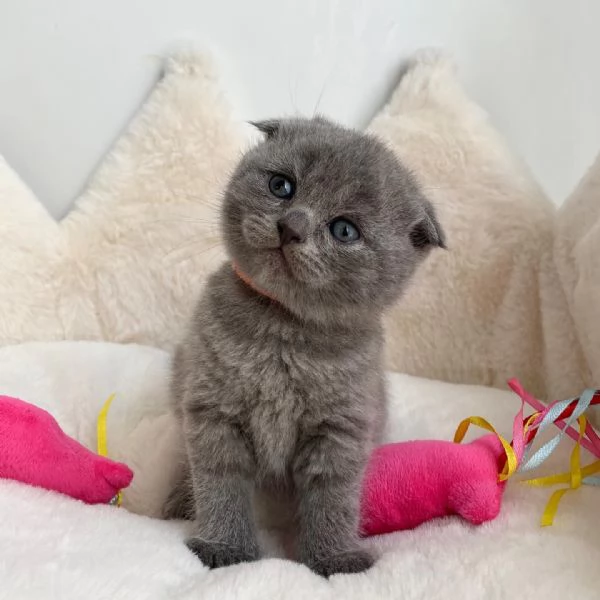 Adorabili Cuccioli British Shorthair - Orsetti Coccolosi dagli Occhi Tondi Cercano Famiglia Affettuo | Foto 2