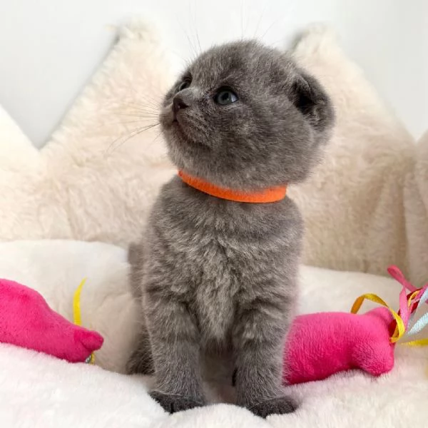 Adorabili Cuccioli British Shorthair - Orsetti Coccolosi dagli Occhi Tondi Cercano Famiglia Affettuo | Foto 1