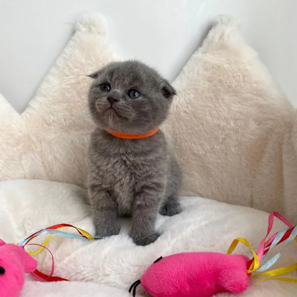 Adorabili Cuccioli British Shorthair - Orsetti Coccolosi dagli Occhi Tondi Cercano Famiglia Affettuo | Foto 0