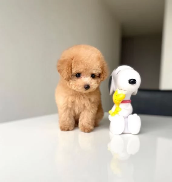 Adorabili Cuccioli Barboncino - Intelligenti, Ipoallergenici e Pronti ad Amare!  | Foto 5