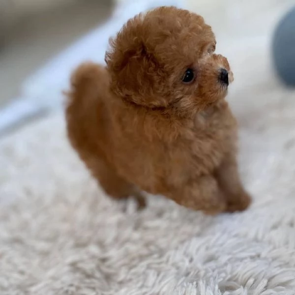 Adorabili Cuccioli Barboncino - Intelligenti, Ipoallergenici e Pronti ad Amare!  | Foto 2