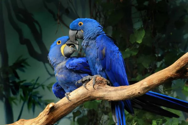 Coppia di Ara Giacinto in vendita – per conto di un amico