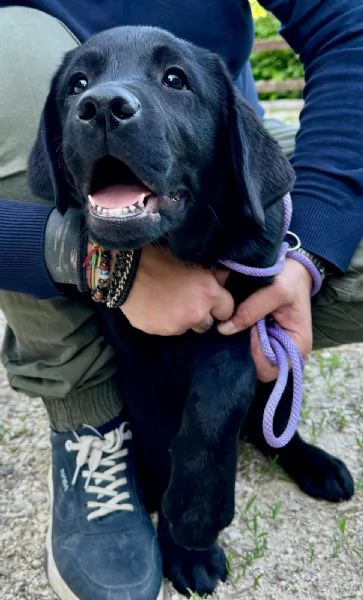 Cuccioli di Labrador