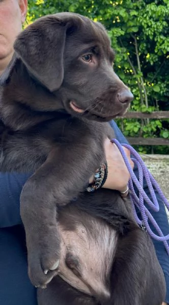 Cuccioli di Labrador | Foto 1