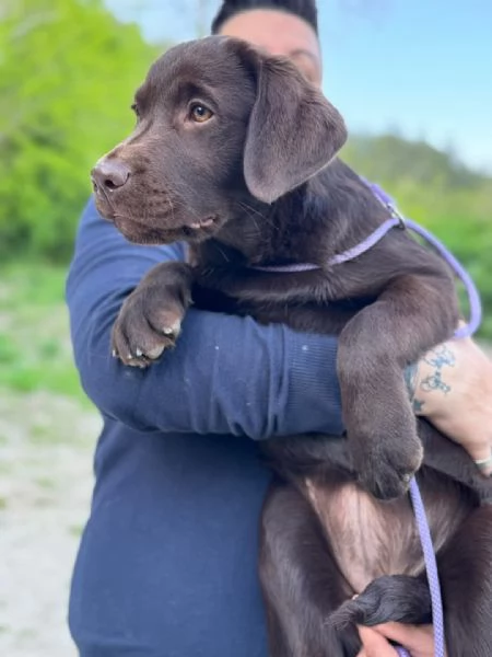 Cuccioli di Labrador | Foto 0