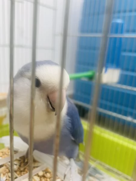 Inseparabili allevati a mano - Nati fine aprile 