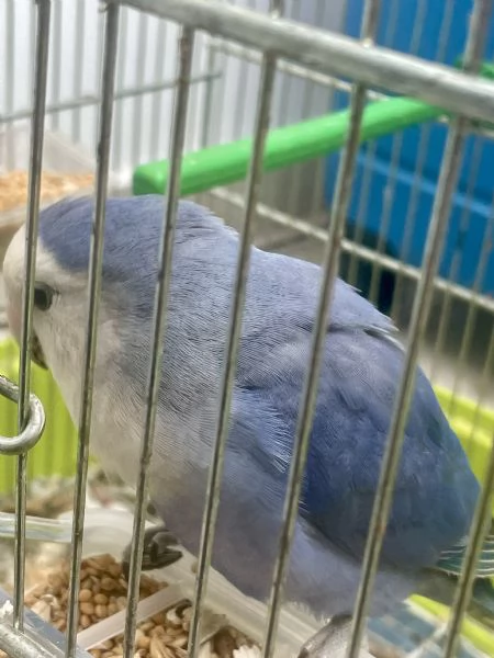 Inseparabili allevati a mano - Nati fine aprile  | Foto 1