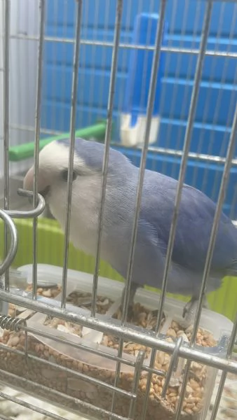 Inseparabili allevati a mano - Nati fine aprile  | Foto 0