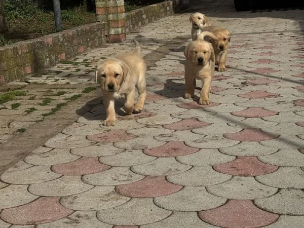7 Labrador  | Foto 1