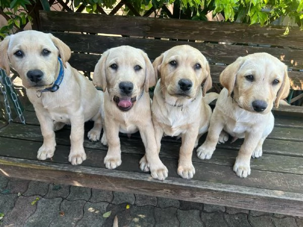 7 Labrador  | Foto 0