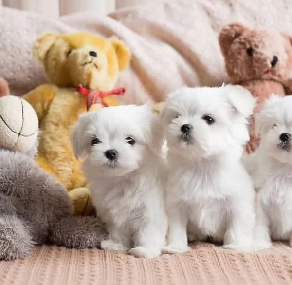  Maltese cucciolo maltesi