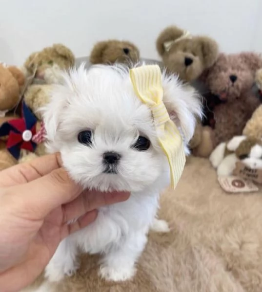 Maltese mini toy coreano