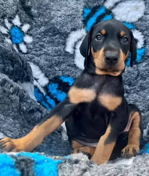 Cuccioli di Dobermann in vendita | Foto 1