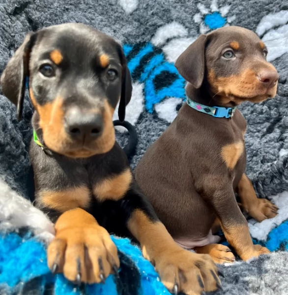 Cuccioli di Dobermann in vendita
