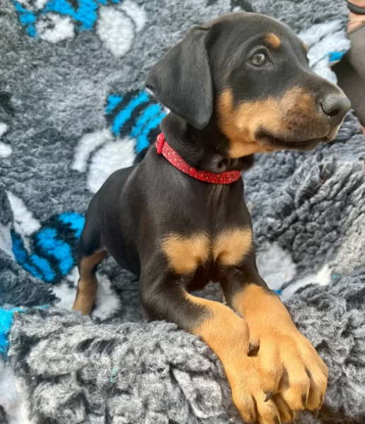Cuccioli di Dobermann in vendita | Foto 0