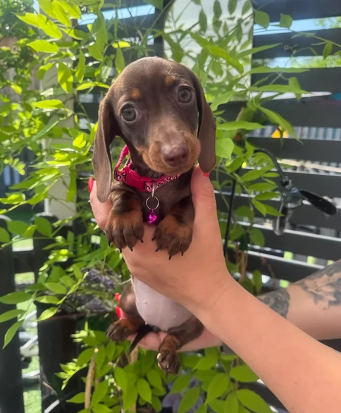 Bassotto Nano Ciocolato Per Adozione | Foto 1