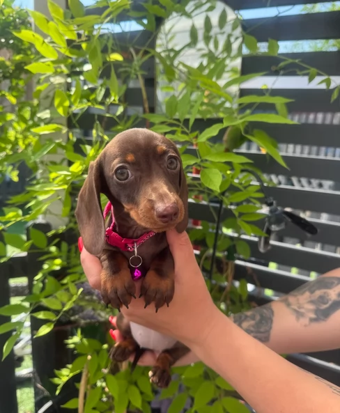 Bassotto Nano Ciocolato Per Adozione | Foto 0