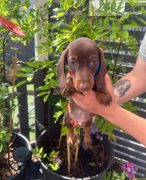 Bassotto Nano Ciocolato Per Adozione
