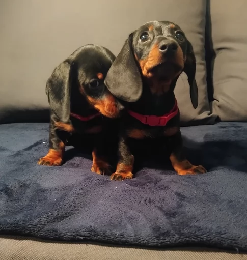 Dolci Bassotto Nano in Adozione