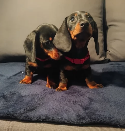 Dolci Bassotto Nano in Adozione | Foto 0