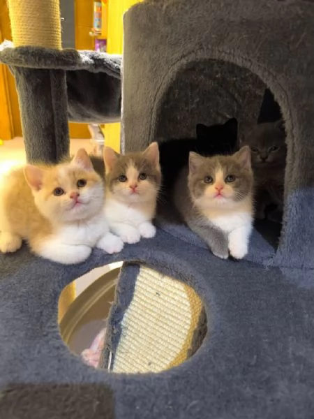 Cuccioli British shorthair