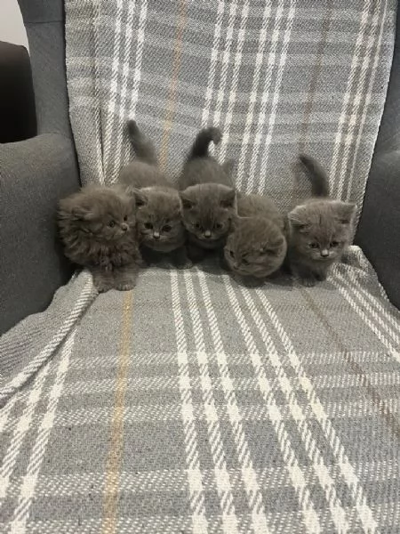 British shorthair blu