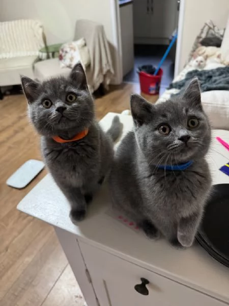 Cuccioli di British Shorthair