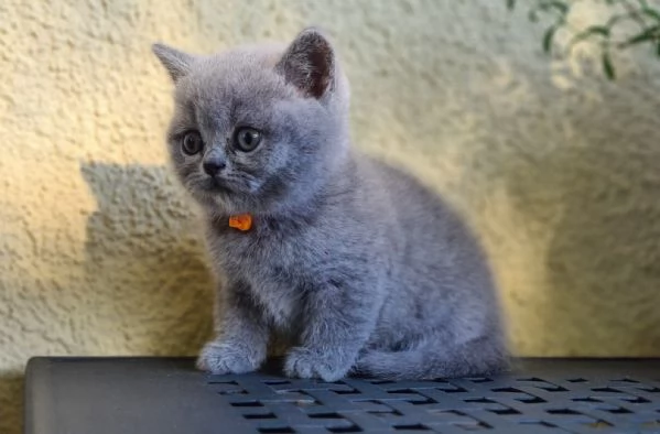Cucciolo di British Shorthair 