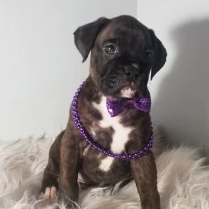 REGALO BORDER COLLIE 