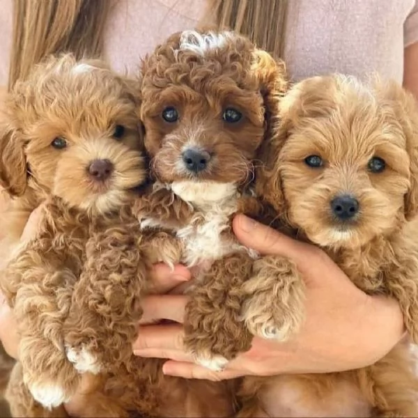 Cuccioli di Barboncino Adorabili e Sani - Pronti per una Famiglia Amorevole!