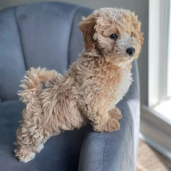 Cuccioli di Barboncino Adorabili e Sani - Pronti per una Famiglia Amorevole! | Foto 4