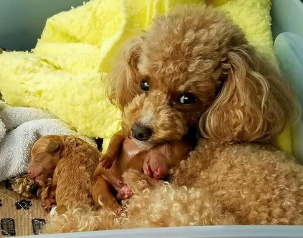 Cuccioli di Barboncino Adorabili e Sani - Pronti per una Famiglia Amorevole! | Foto 1